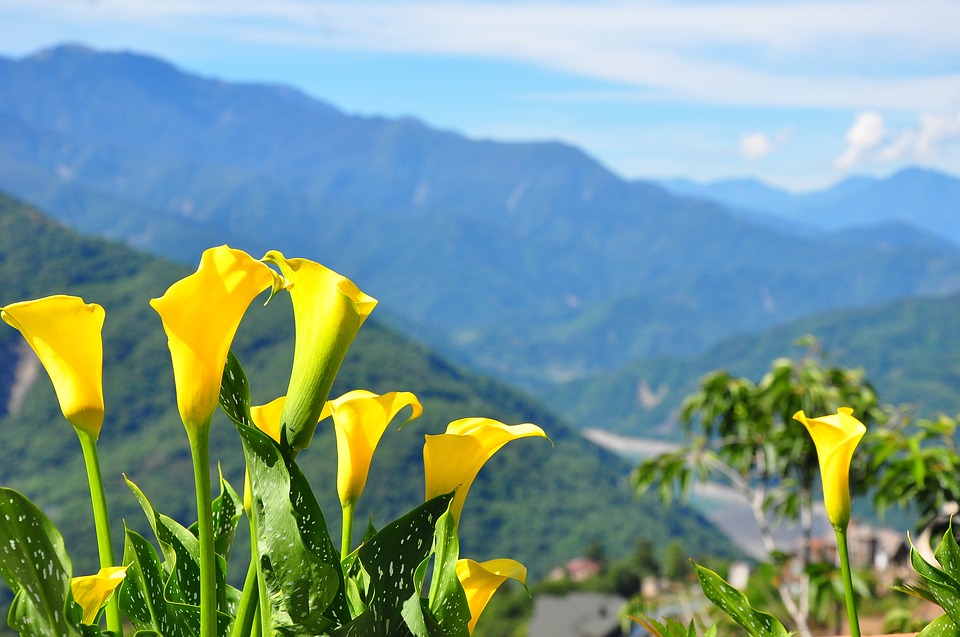 photo of yellow, bell-shaped flowers in front of a blue sky with mountains in the background